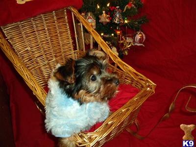 BEAUTIFUL YORKSHIRE TERRIER MALE, SMALL